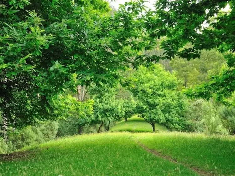 Third view of Homely rural property listing, 30 Van Ess Road, Ferndale VIC 3821