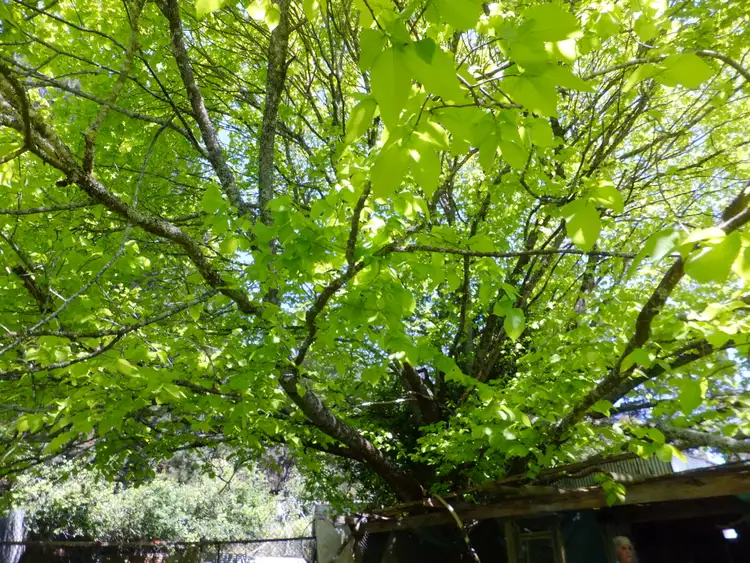 Seventh view of Homely rural property listing, 484 Mt Baw Baw Tourist Road, Noojee VIC 3833