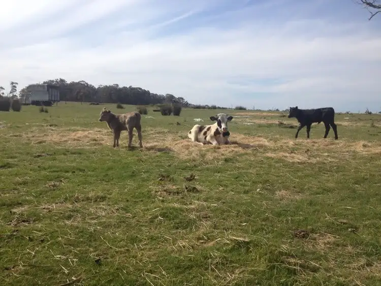 Sixth view of Homely rural property listing, Greens Beach Road, Beaconsfield TAS 7270