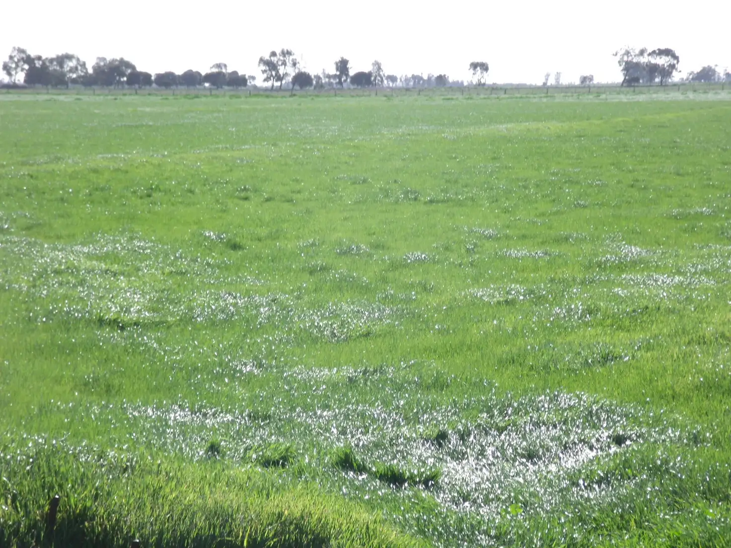 Main view of Homely land listing, 0 Pyramid - Cohuna Road, Pyramid Hill VIC 3575