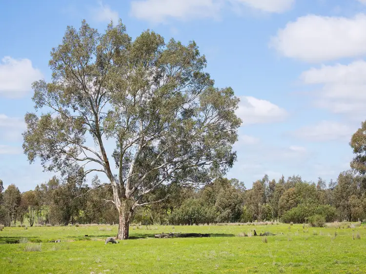 Main view of Homely rural property listing, Muckleford Gower Land, Muckleford VIC 3451