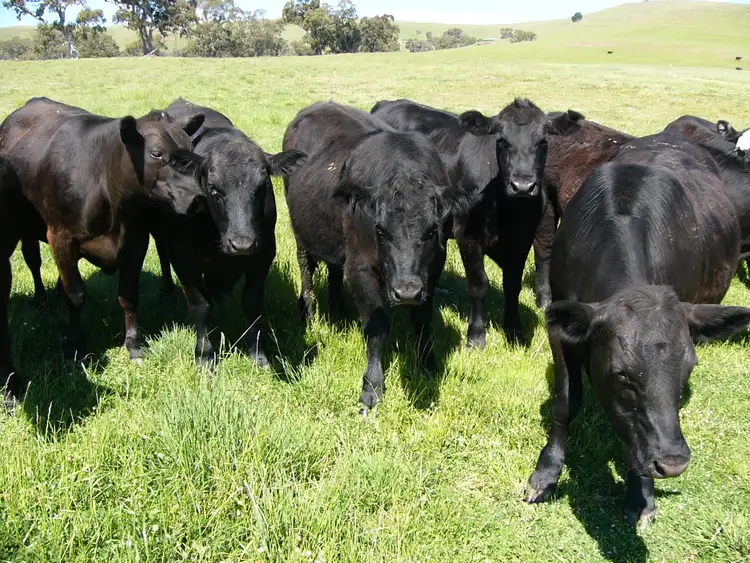 Second view of Homely rural property listing, 585 Kilmuir Lane, Mansfield VIC 3722
