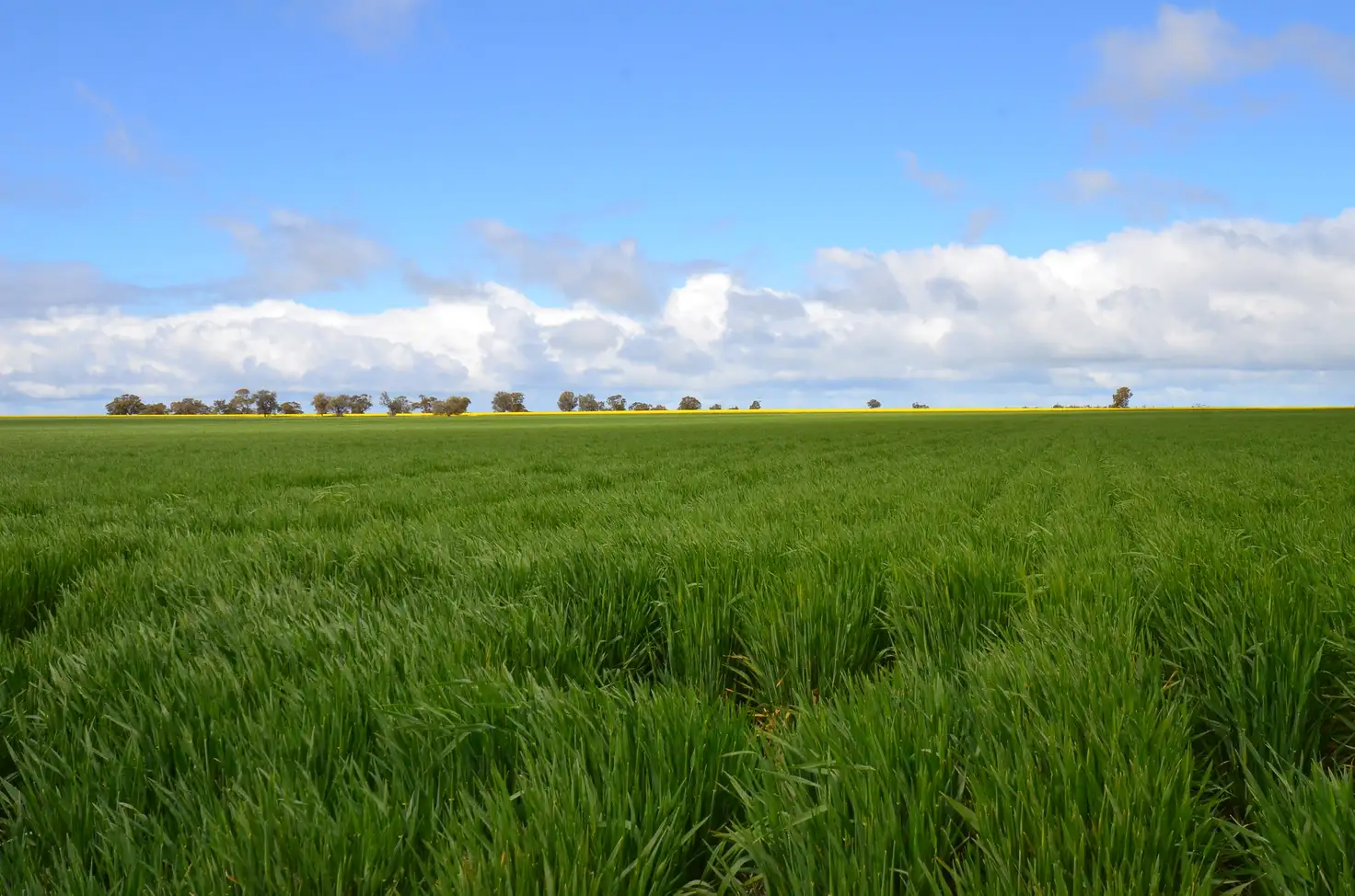 Main view of Homely rural property listing, 3669 Wimmera Highway, Marnoo VIC 3387