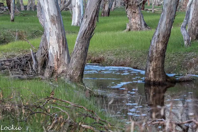 Sixth view of Homely rural property listing, 1704 Henty Highway, Mockinya VIC 3401
