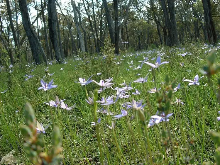 Fifth view of Homely house listing, 1083 Fogarty's Gap Road, Walmer VIC 3463