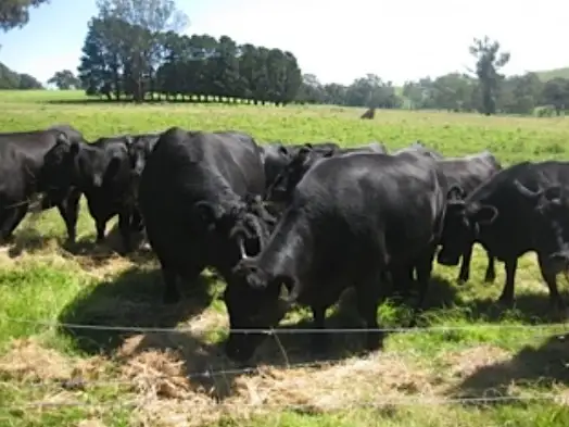 Second view of Homely land listing, 1238 Monkey Gully Road, Mansfield VIC 3722