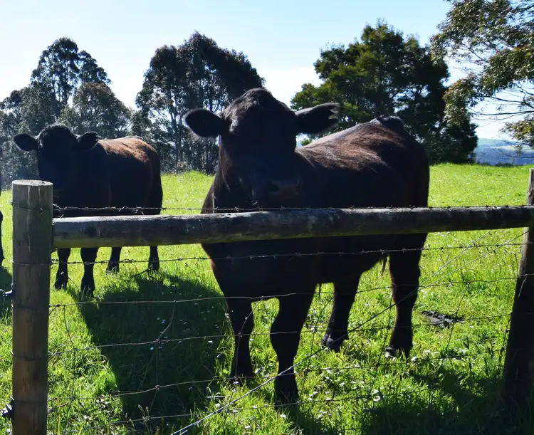 Seventh view of Homely rural property listing, 920 Murchison Highway, Elliott TAS 7325