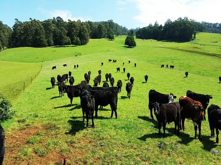 Fourth view of Homely rural property listing, 224 Lowana Road, Gunns Plains TAS 7315