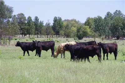 Fourth view of Homely rural property listing, 658 Murrumbilla Lane, Narrabri NSW 2390