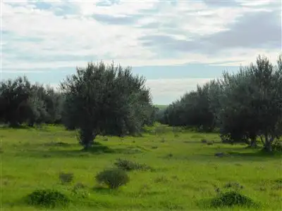 Main view of Homely rural property listing, Sec 10 Lower Templeton Road, Whitwarta SA 5461