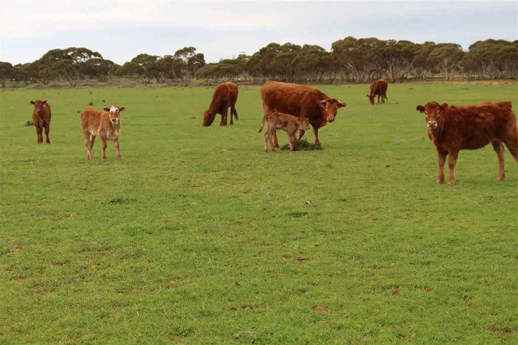 Main view of Homely rural property listing, . Meridian Road, Merrinee, Carwarp VIC 3494