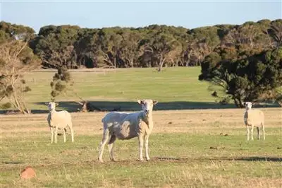 Main view of Homely rural property listing, 65 Boxer Road, Kingscote SA 5223