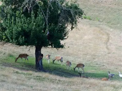 Second view of Homely rural property listing, 5 Scott Creek Road, Heathfield SA 5153