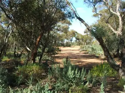 Main view of Homely rural property listing, Sec.561 Sturt Highway, Monash SA 5342