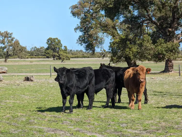 Second view of Homely rural property listing, 897 Brand Highway, Muchea WA 6501