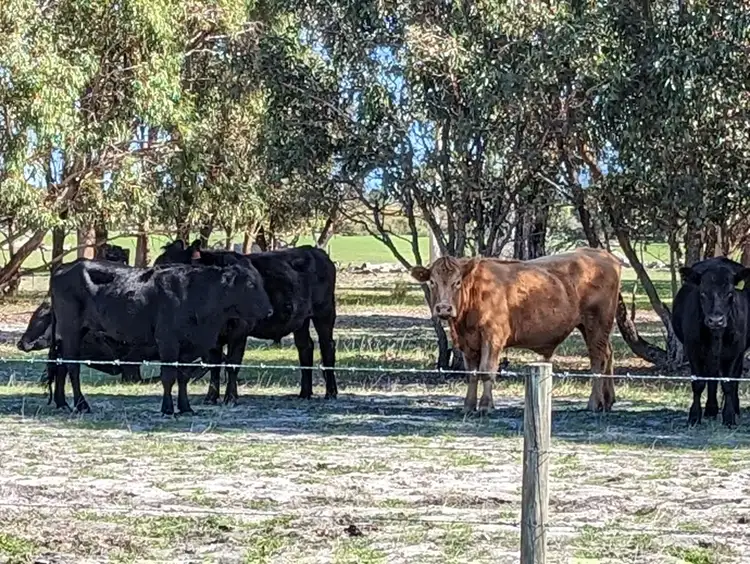Fifth view of Homely rural property listing, 897 Brand Highway, Muchea WA 6501