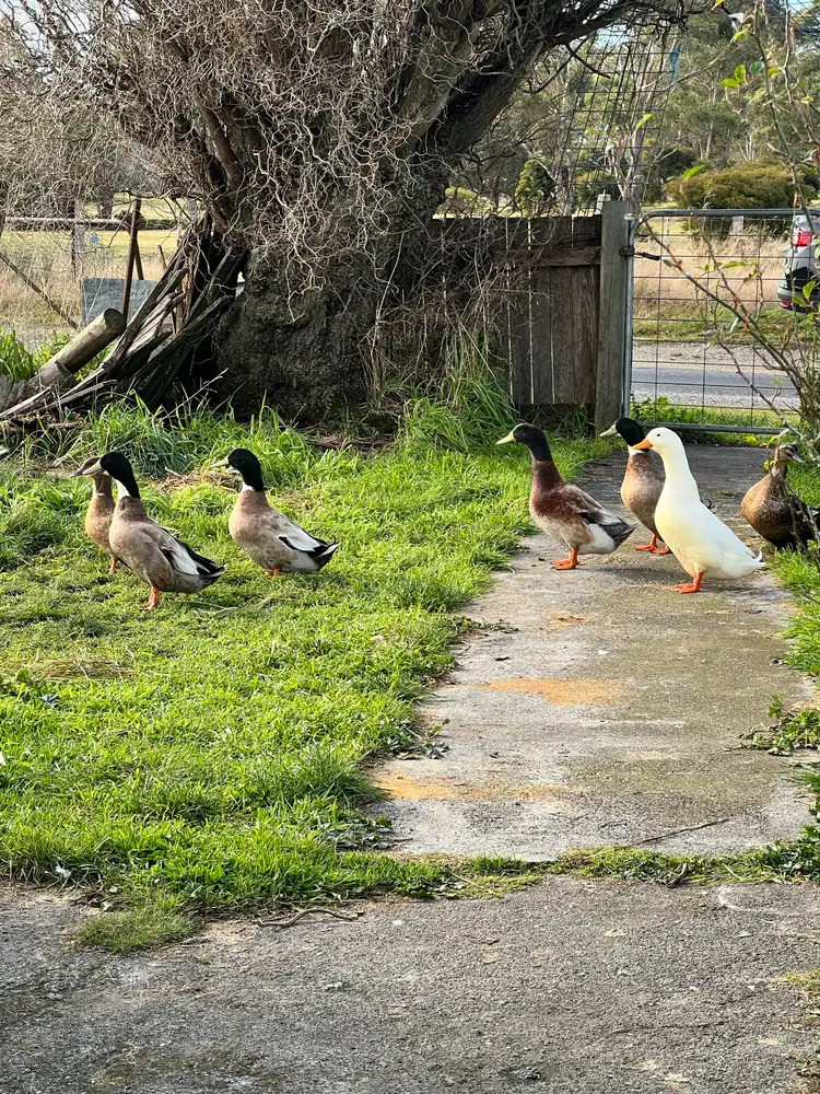 Sixth view of Homely house listing, 90 Harefield Road, St Marys TAS 7215