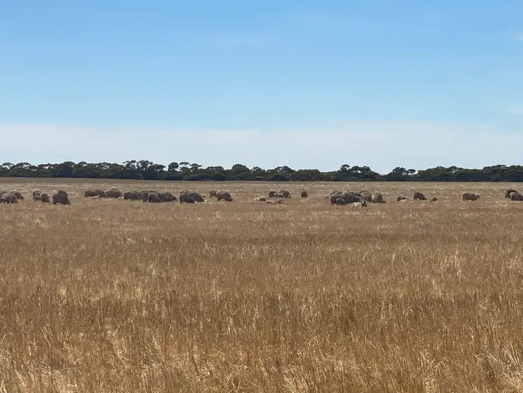 Sixth view of Homely rural property listing, Lot 79 Tynan Road, Sherlock SA 5301