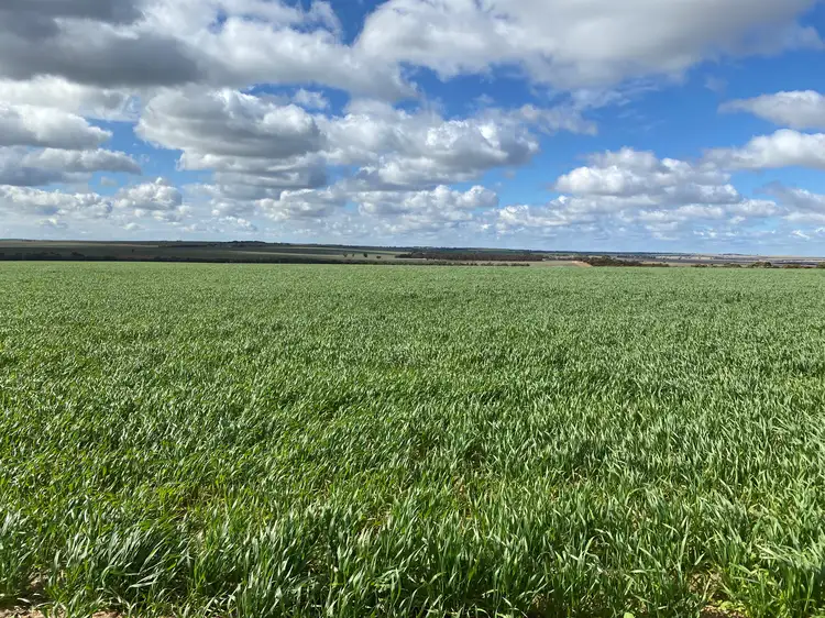 Main view of Homely rural property listing, "Amaroo" East Kulin, Kulin WA 6365
