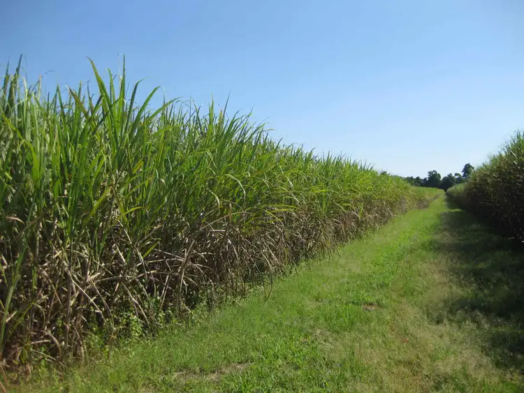 Sixth view of Homely rural property listing, 1136 Silkwood-Japoon Road, Japoonvale QLD 4856