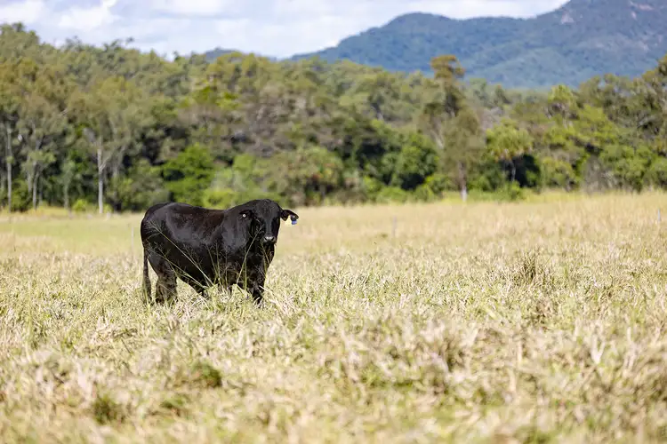 Sixth view of Homely rural property listing, 2121 Yakapari Seaforth Road, Seaforth QLD 4741