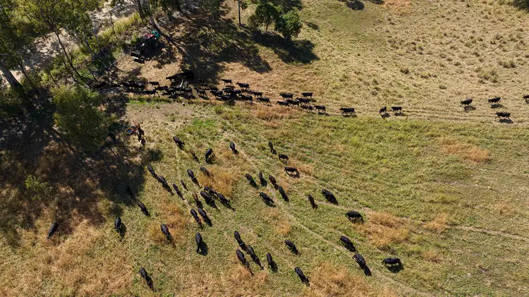 Seventh view of Homely rural property listing, 2121 Yakapari Seaforth Road, Seaforth QLD 4741