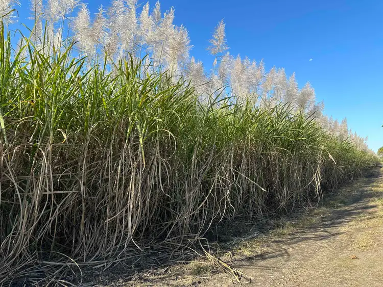 Fifth view of Homely rural property listing, Lot 1 Davidson Road & Henry Road, Euramo QLD 4854