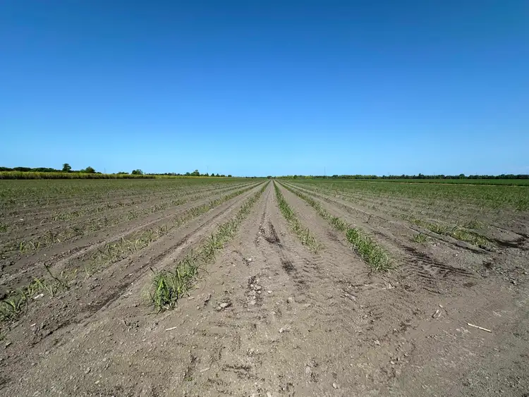 Sixth view of Homely rural property listing, Lot 1 Davidson Road & Henry Road, Euramo QLD 4854