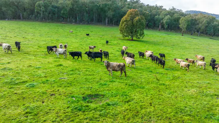 Seventh view of Homely rural property listing, . Larkins Lane, Upper Gundowring VIC 3691