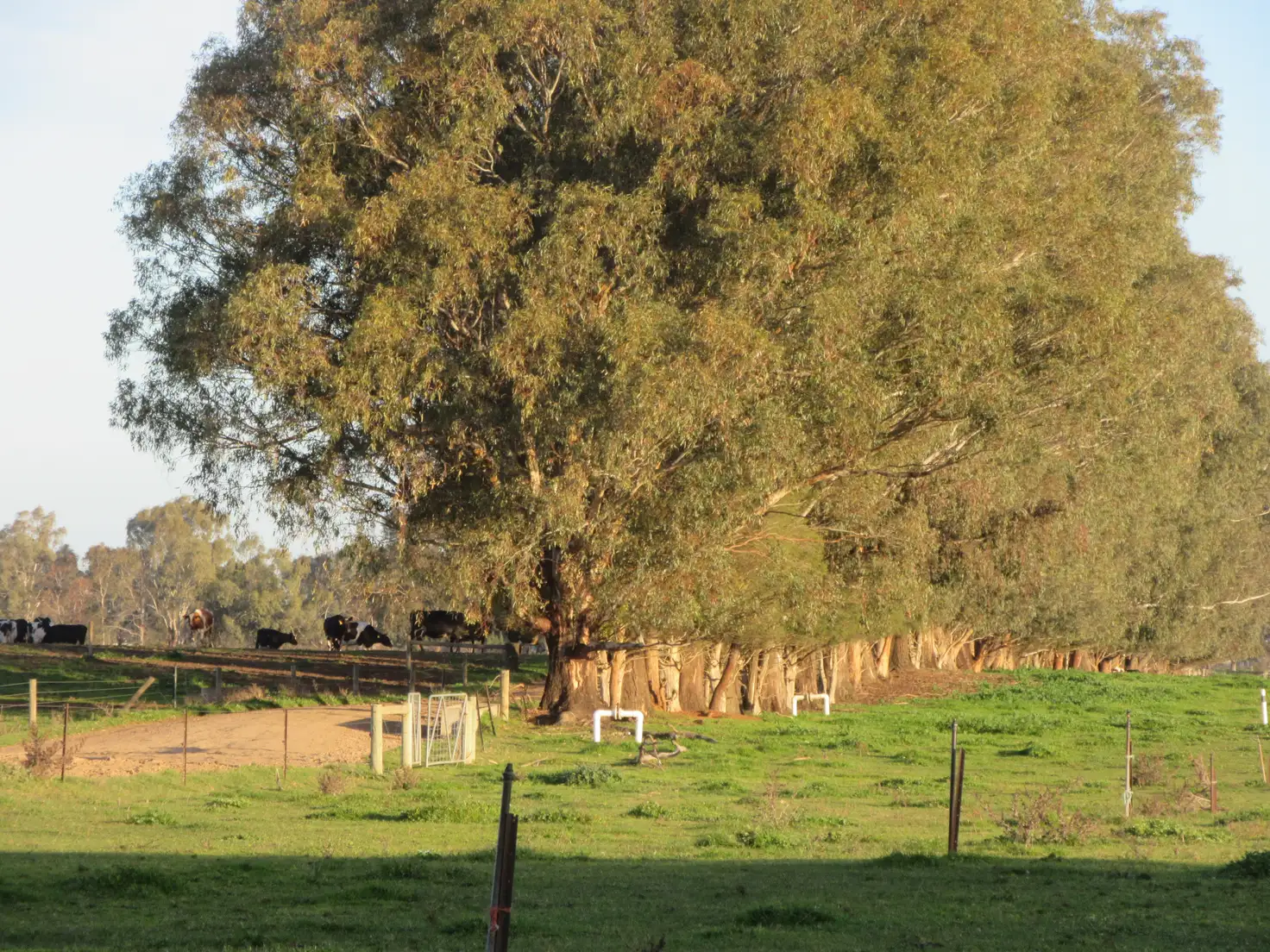 Main view of Homely rural property listing, 355 Chapel Road, Cobram East VIC 3644