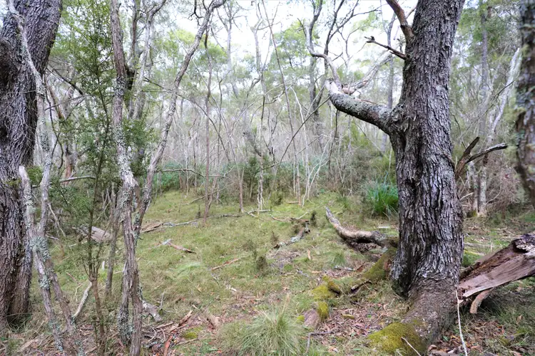 Lot 113 Big Jack Mountain Road, Cathcart NSW 2632