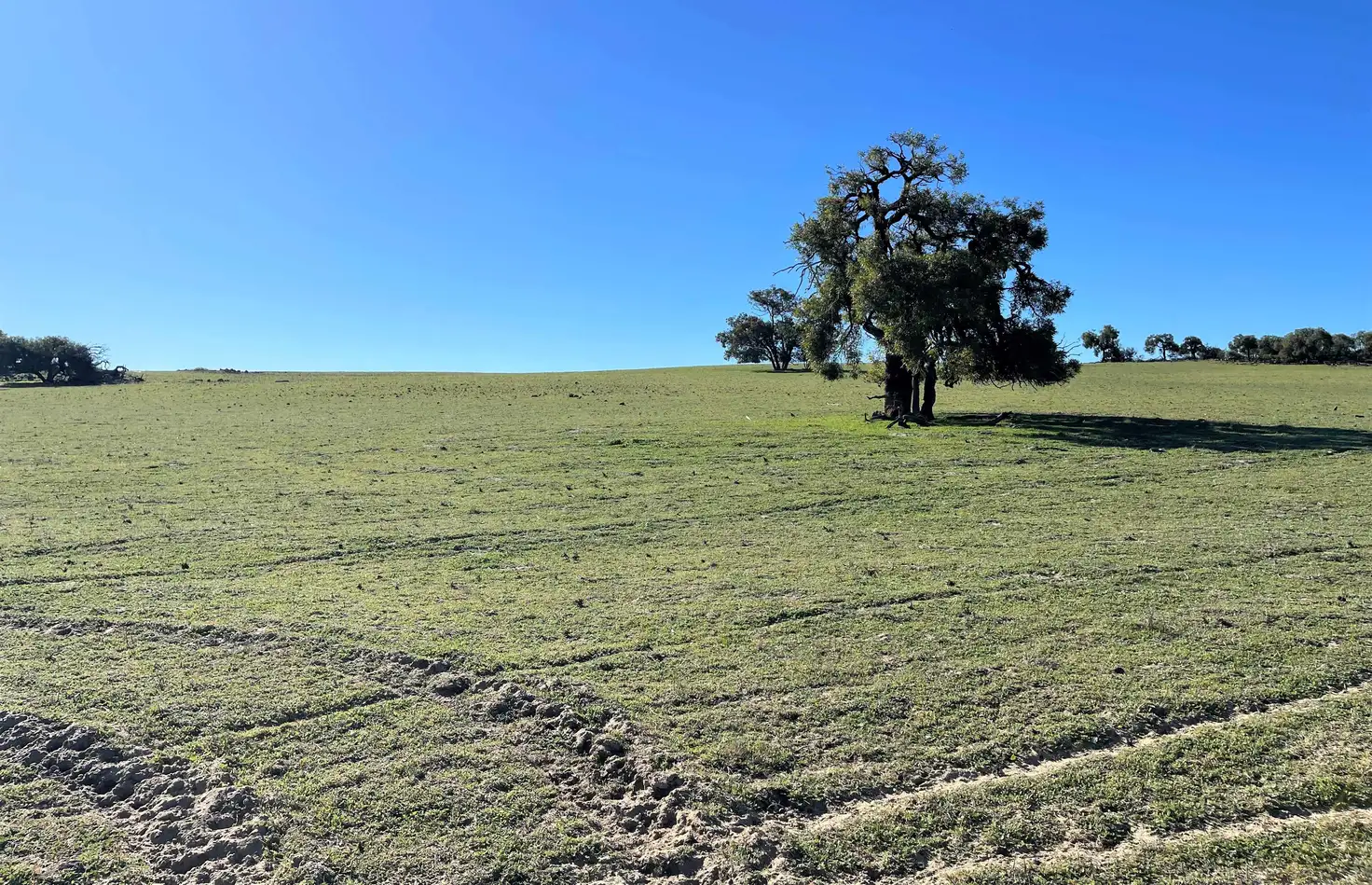 Main view of Homely rural property listing, 201 Mahomet Road, Dandaragan WA 6507