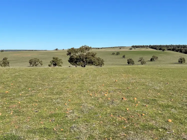 Fifth view of Homely rural property listing, 201 Mahomet Road, Dandaragan WA 6507