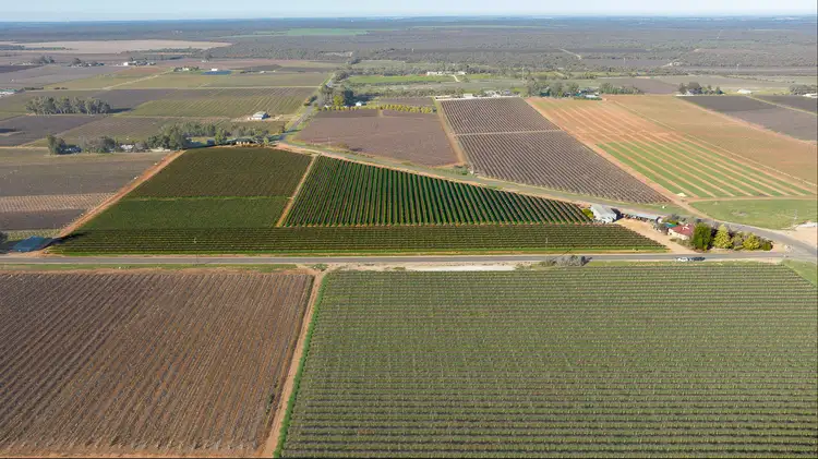 Third view of Homely rural property listing, 339 Hunt Road, Barmera SA 5345