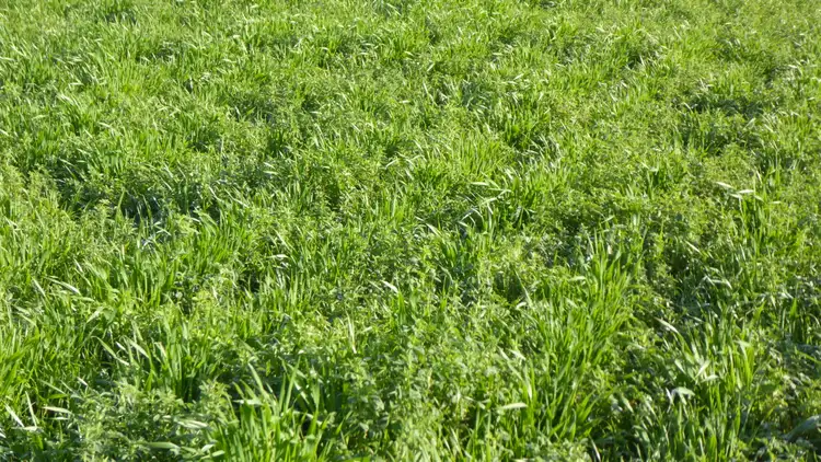 Fifth view of Homely rural property listing, 9950 Dukes Highway, Tintinara SA 5266