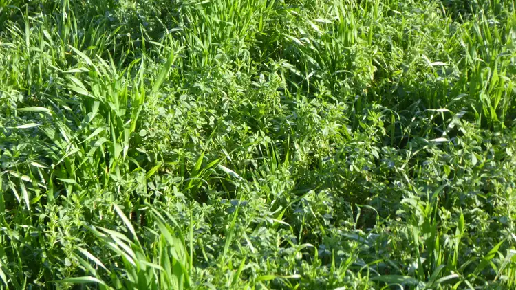 Sixth view of Homely rural property listing, 9950 Dukes Highway, Tintinara SA 5266