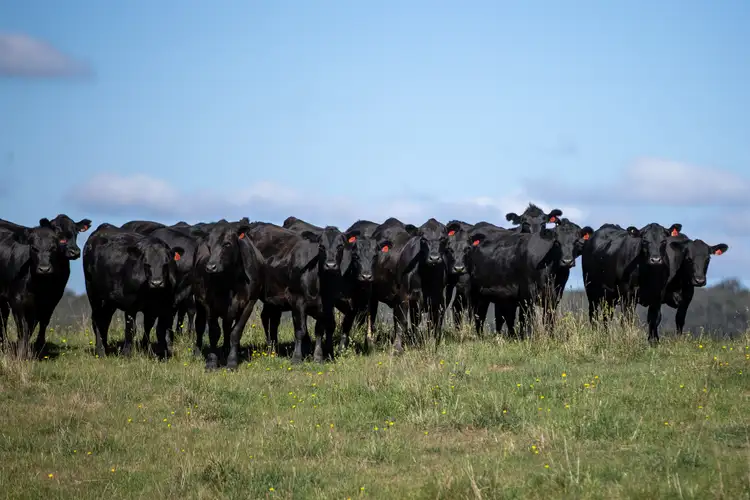 Sixth view of Homely rural property listing, 1195 Topdale Road, Walcha NSW 2354