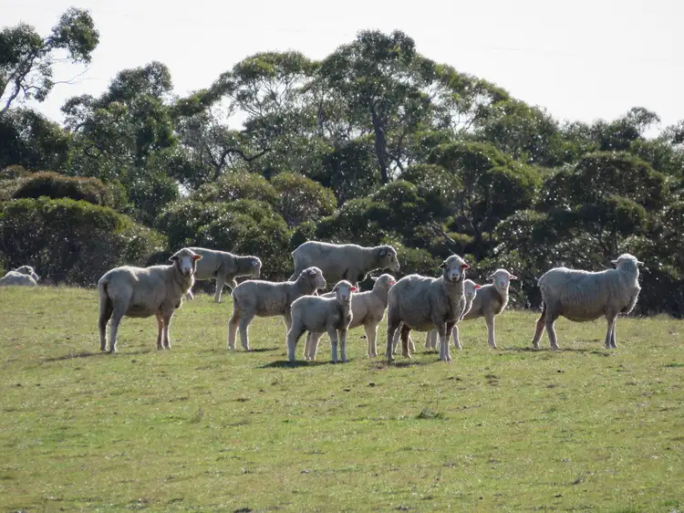 Fifth view of Homely rural property listing, 1467 Dark Island Well Road, Keith SA 5267