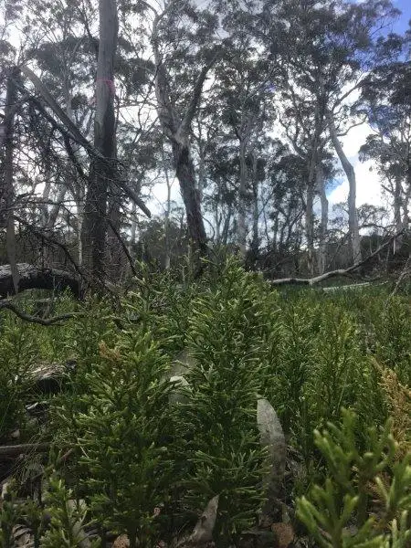 Fifth view of Homely rural property listing, 'Waterfall" Kydra Fire Trail, Kybeyan NSW 2631
