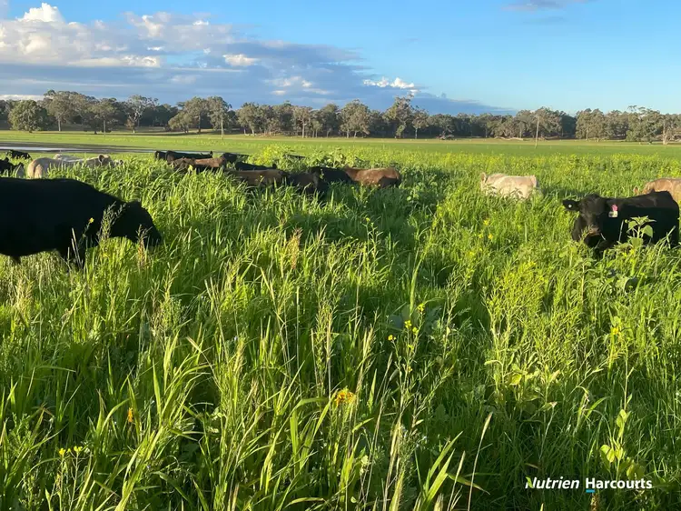 Fourth view of Homely rural property listing, 363 Morande Road, Narrikup WA 6326
