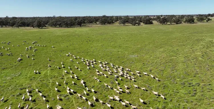 Fifth view of Homely rural property listing, "Morotai" Leetham Road, Deniliquin NSW 2710