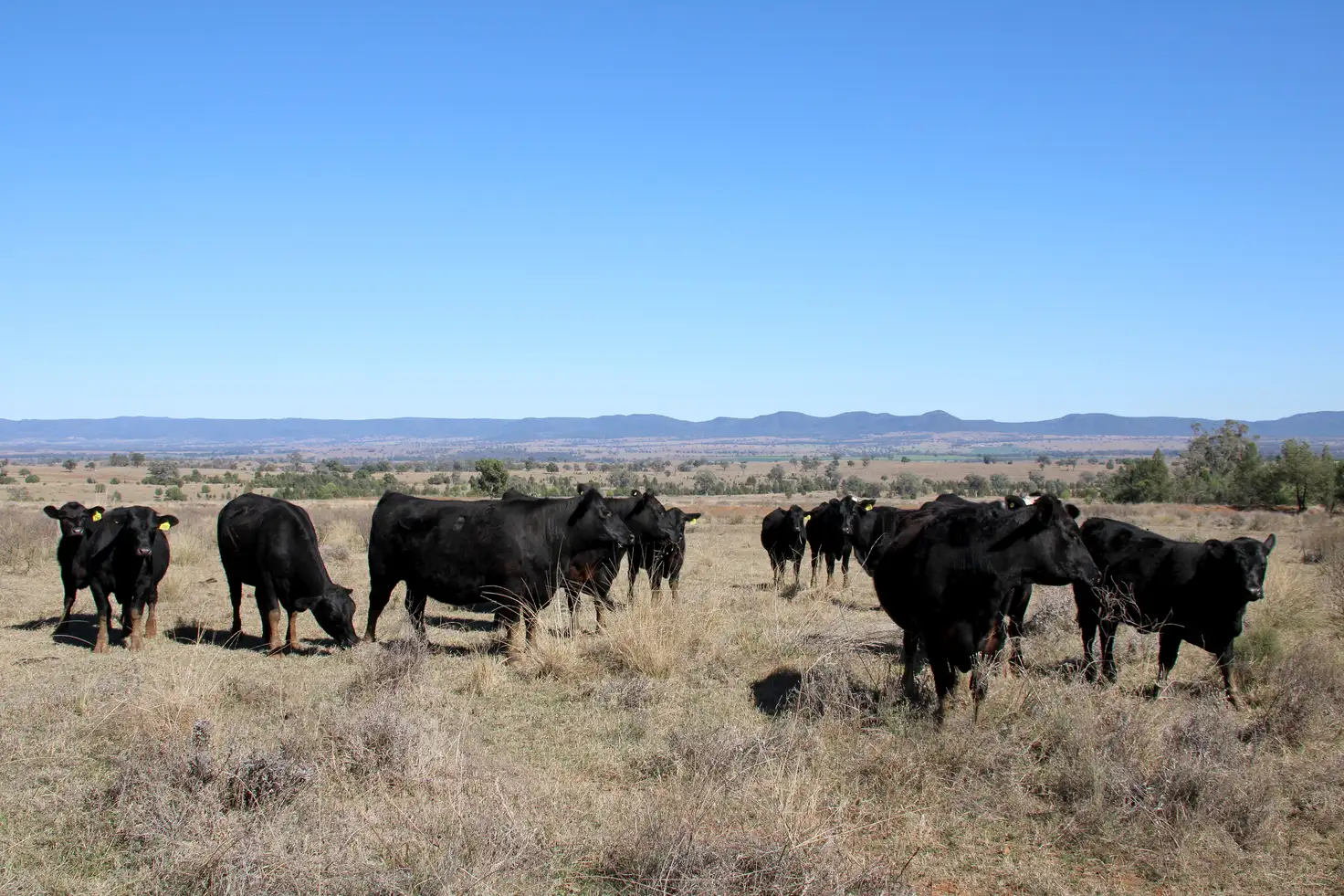Main view of Homely rural property listing, 356 Nooroo Road, Bingara NSW 2404