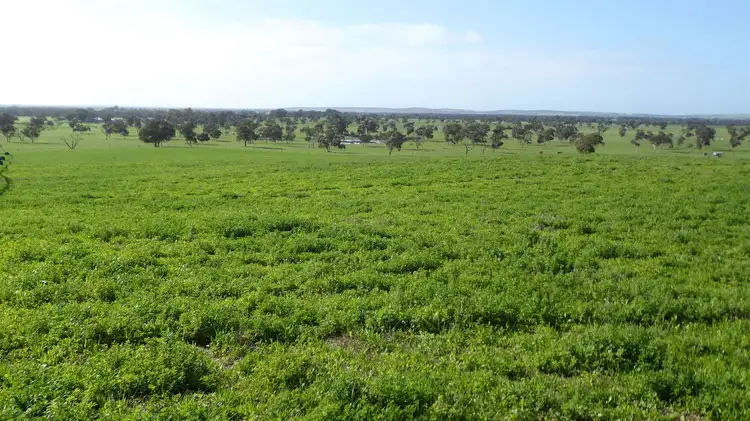 Third view of Homely rural property listing, 2606 Riddoch Highway, Keith SA 5267