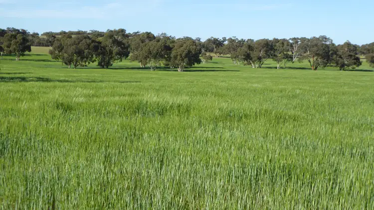 Fourth view of Homely rural property listing, 1349 Heinrich Road, Culburra SA 5261