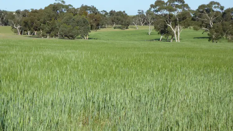 Fifth view of Homely rural property listing, 1349 Heinrich Road, Culburra SA 5261