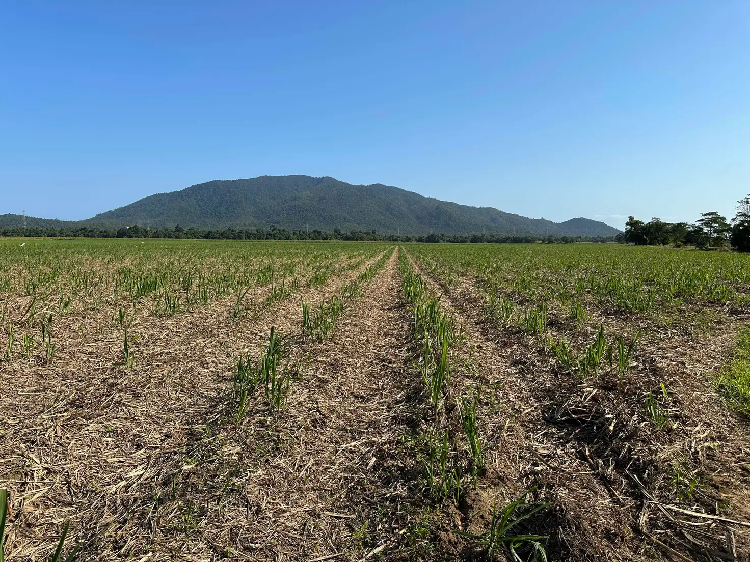 Main view of Homely rural property listing, Lot 2 Broderick Road, Midgenoo QLD 4854