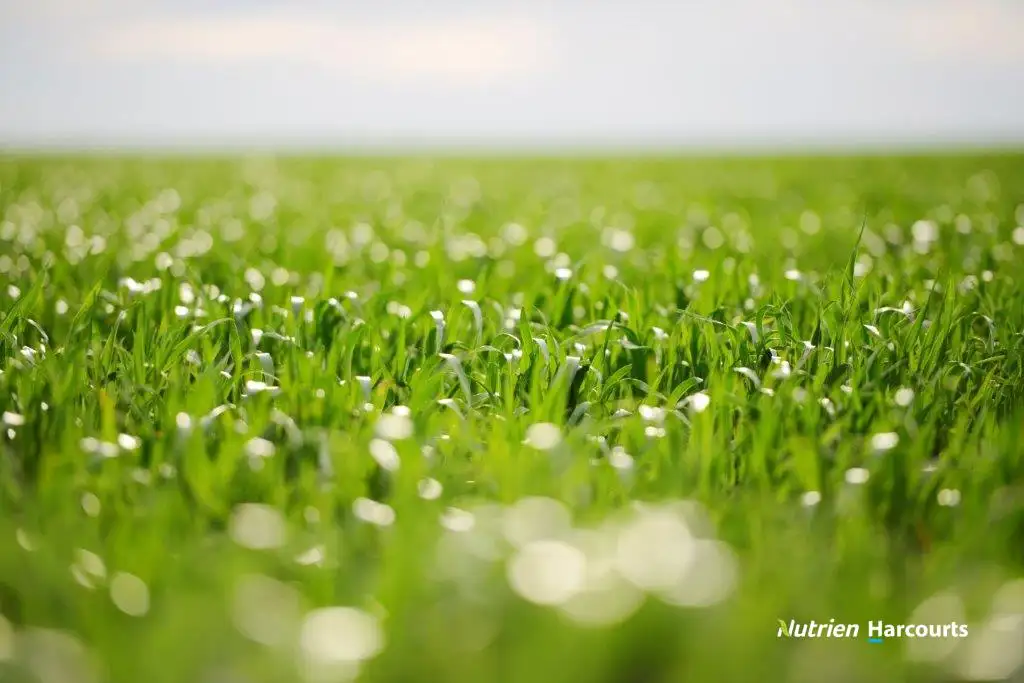 Main view of Homely rural property listing, 111 Coxall Road, Munglinup WA 6450