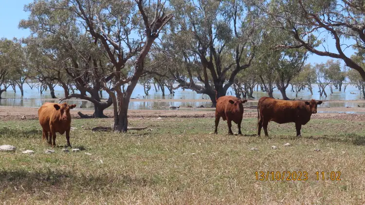 Fourth view of Homely rural property listing, * Volo Station, Wilcannia NSW 2836
