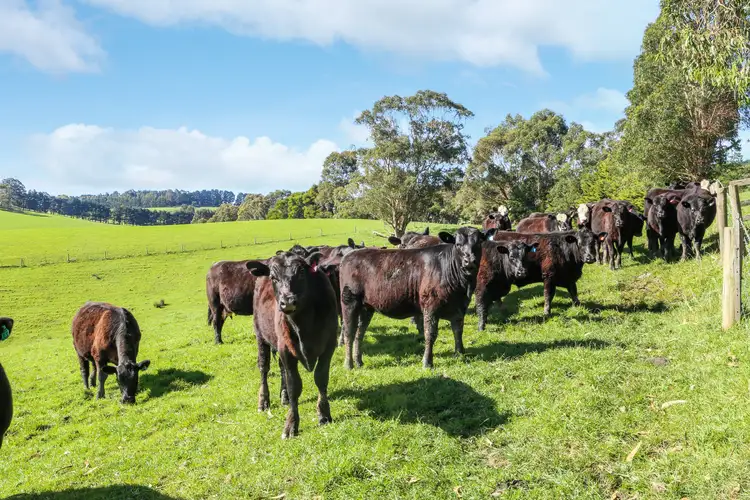 Third view of Homely rural property listing, 213 Mirboo Road, Mirboo VIC 3871