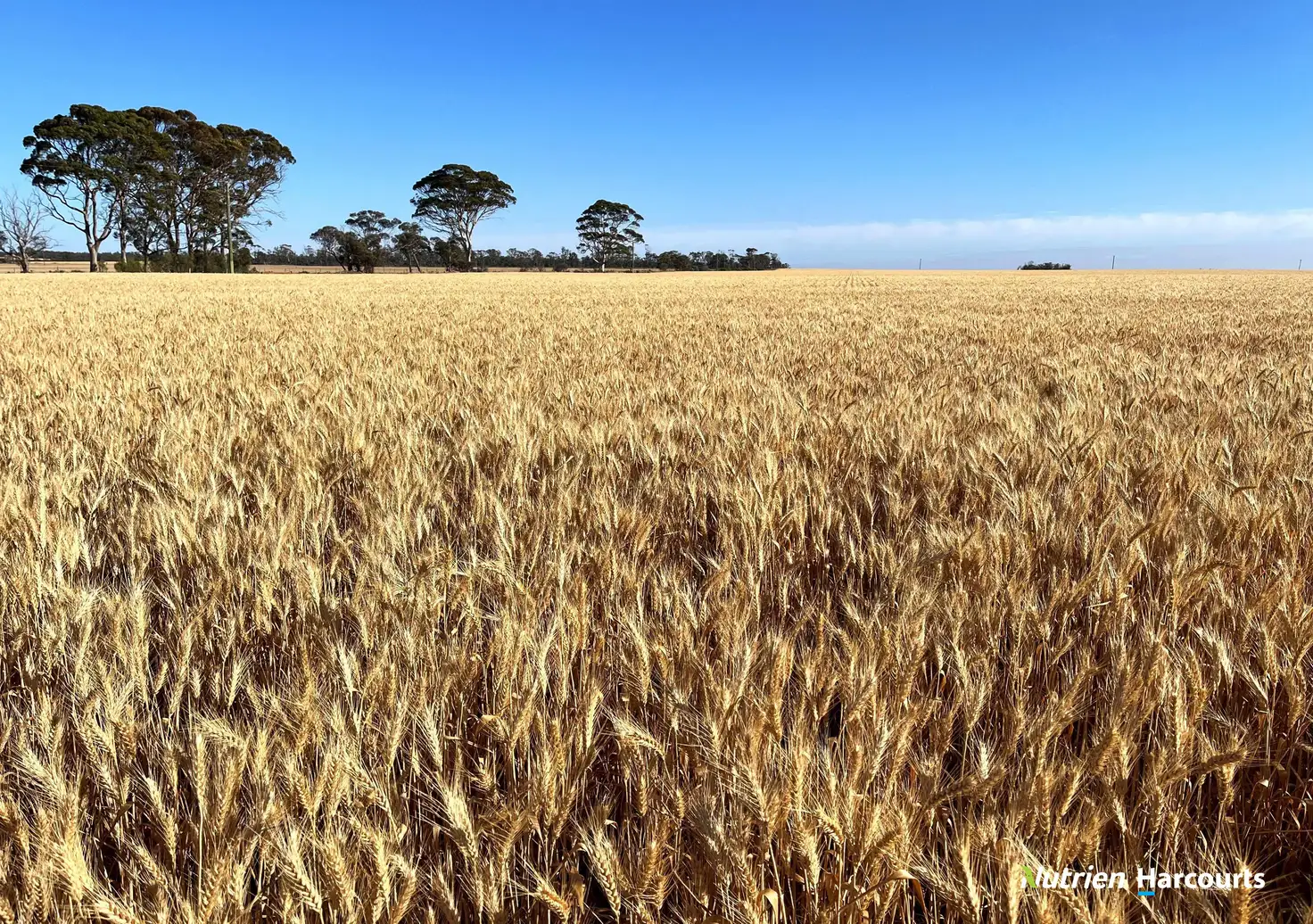 Main view of Homely rural property listing, 12224 Goldfields Road, Baandee WA 6412